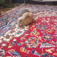 ۲تا خرگوش خشکل ۵۰۰تومان