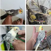 سهره قناری عروس هلندی پرنده غیره مرغ عشق کفتر قفس