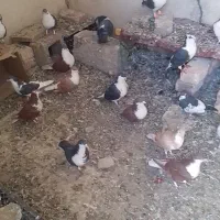 کفتر ریشی فروشی 25عدد