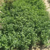 یونجه