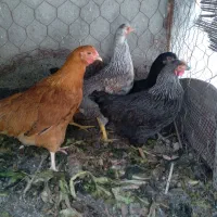 مرغ تخم گذار