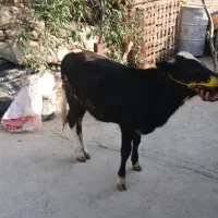 گوساله|حیوانات مزرعه|خان ببین, |دیوار