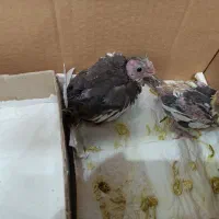 عروس هلندی سرلاکی