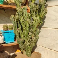 کاکتوس صخره‌ای پر ۷۵ سانتی فوق‌العاده پر و خاص|گل و گیاه طبیعی|قرچک, باقرآباد|دیوار