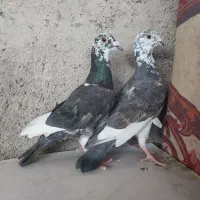 کفتر جفتی