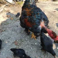 اردک ها و جوجه ها و خروس و مرغ ها|حیوانات مزرعه|چالوس, |دیوار