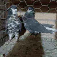 افشون ترتمیز|پرنده|مبارکه, |دیوار