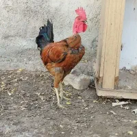 ۳عددخروس اصیل محلی