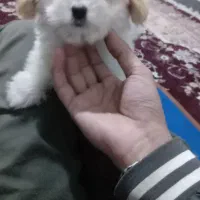 توله سگ شیت زوه