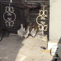 مرغ و خروس گلین|حیوانات مزرعه|انگوران, |دیوار