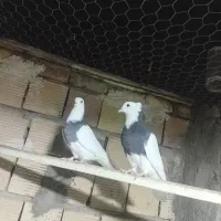 طوقی .ریش .ساده سیاه