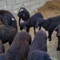 فروش بره|حیوانات مزرعه|باروق, |دیوار