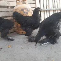 برهما غول پیکر دم بلوغ ۵ ماهه