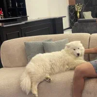 ساموئید ۸ماهه ماده