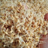 سویق چاقی تضمینی و گیاهی|خوردنی و آشامیدنی|بم, |دیوار