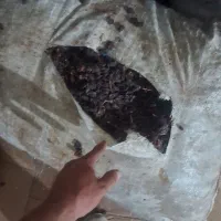 کشمش ومویز درجه یک ۱۶۰هزار|عمده‌فروشی|میانه, |دیوار