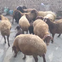 میش و بره دوقلوزا و میش آبستن سنگین جوان|حیوانات مزرعه|اسدآباد, |دیوار