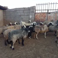 میش بره دار جفتی|حیوانات مزرعه|ارژن, |دیوار