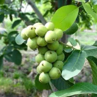 نهال گردو و بادام و میوه