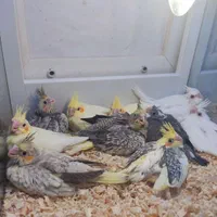 جوجه عروس هلندی رام دستی تاج بلند و قدبلند و تپلی|پرنده|کرمان, |دیوار