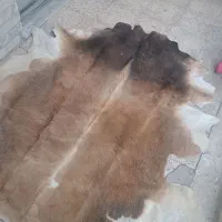 پوست گاوی