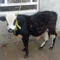 گوساله|حیوانات مزرعه|بیستون, |دیوار