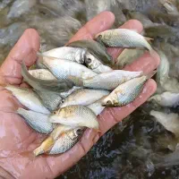 بچه ماهی کپور