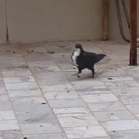 ماده ریش کراواتی