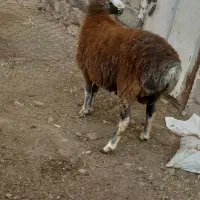 کوسفند نر یک سال|حیوانات مزرعه|مشگین شهر, |دیوار