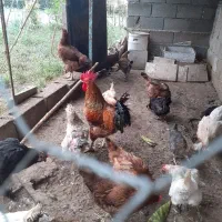 خروس
