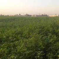 زمین-کشاورزی