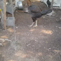 مرغ و خروس لاری|حیوانات مزرعه|رودبنه, |دیوار