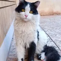 گربه خونگی ونیمه دستی|گربه|لنجان, |دیوار