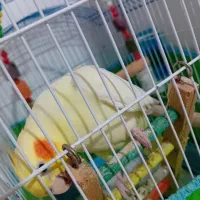 بخاطر خرید مرغ مینا|پرنده|رشت, لاکان|دیوار