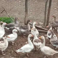 فروش غاز نر و ماده در شهرستان اردستان
