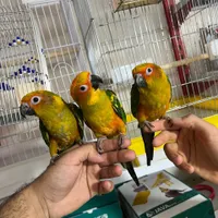 جوجه طوطی خورشیدی|پرنده|سیرجان, |دیوار