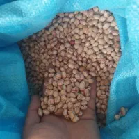 لوبیا چیتی