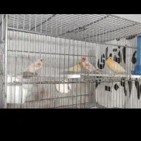 پرنده قناری