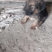 ۲توله ژرمن با مادر|سگ|بهشهر, |دیوار