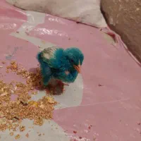 جوجه رنگی ۵۰ تومان