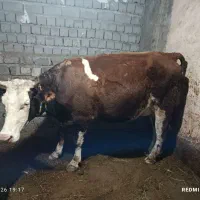 گاو. گاوسیمنتال