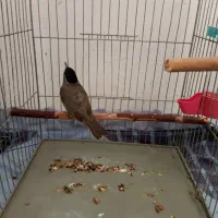 سهره سسک سیاه سر نرو ماده جفتی نمایشی جوجه قفس