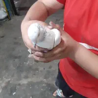 ۶تاکفتر به علت نبودن جامی فروشم|پرنده|اسلامشهر, شهرک محمدیه|دیوار