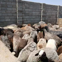 گوسفند داشتی|حیوانات مزرعه|تهران, مروارید شهر|دیوار