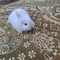 خرگوش