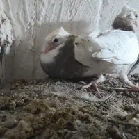 کبوتر طوقی|پرنده|علیآباد کتول, |دیوار