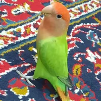 فروش طوطی برزیلی رام و سالم|پرنده|جهرم, |دیوار