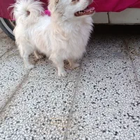 سلام سگ های پامرا|سگ|شاندیز, |دیوار