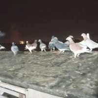 تیپ کفتر آلمانی سوسکی چینی سبزخطی اغون دمسفید