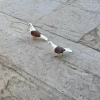 کبوتر پشدار